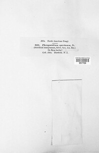 Phragmidium speciosum image